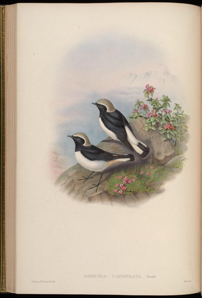 Saxicola capistrata = Oenanthe picata capistrata by John Gould